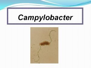 Campylobacter Morphology charecteristic features Small thin 0 2