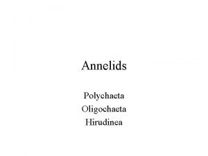 Annelids Polychaeta Oligochaeta Hirudinea Classification Body Plan Body