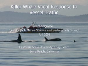 Killer whale communication