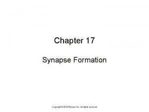 Chapter 17 Synapse Formation Copyright 2014 Elsevier Inc