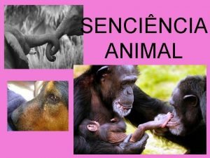 SENCINCIA ANIMAL O QUE SIGNIFICA SENCINCIA Deriva da