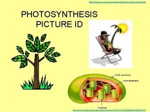 Products of photosynthesis