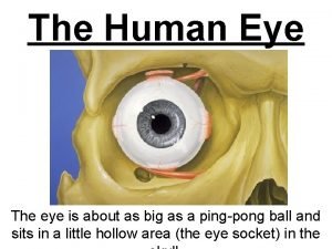 The Human Eye The eye is about as