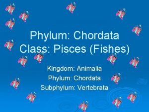 Phylum Chordata Class Pisces Fishes Kingdom Animalia Phylum