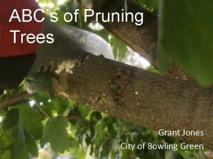 ABCs of Pruning Trees Grant Jones City of