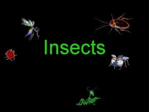 Insect body parts