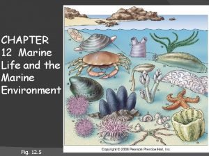 Marine animals with unique adaptations