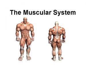 The Muscular System Did you know that more