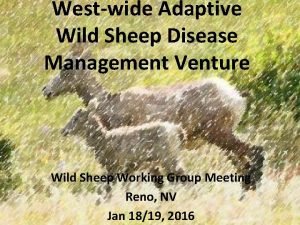 Westwide Adaptive Wild Sheep Disease Management Venture Wild