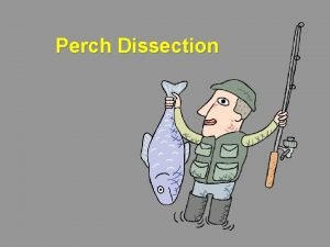 Perch external anatomy