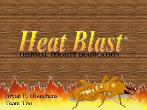 Myths about termites