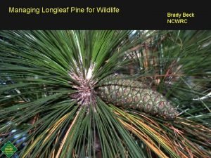 Managing Longleaf Pine for Wildlife Brady Beck NCWRC