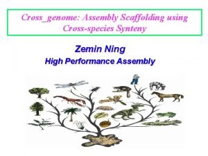Crossgenome Assembly Scaffolding using Crossspecies Synteny Zemin Ning