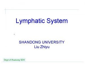 Composition of lymphatic system