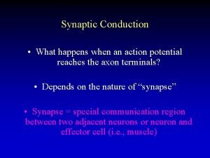 Synaptic Conduction What happens when an action potential