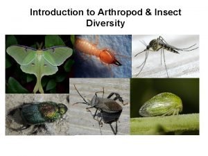 Introduction to Arthropod Insect Diversity Scientific Classification Kingdom
