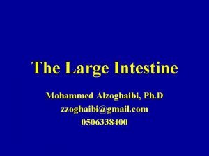 The Large Intestine Mohammed Alzoghaibi Ph D zzoghaibigmail