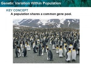 Genetic Variation Within Population KEY CONCEPT A population