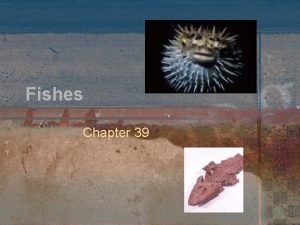 Section 39-3 review bony fishes