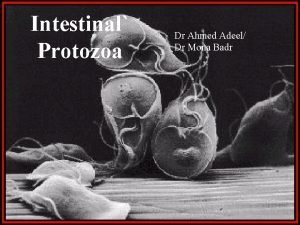 Intestinal Protozoa Dr Ahmed Adeel Dr Mona Badr