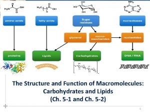 Importance of each biological macromolecules