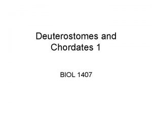 Deuterostomes and Chordates 1 BIOL 1407 Deuterostomes Phylum