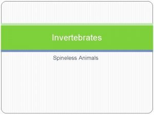 Invertebrates Spineless Animals Sponges Sponge is the simplest