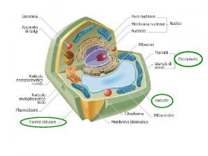 Ogni cellula deriva per divisione da una cellula