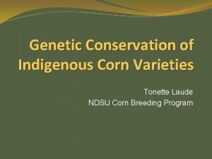 Genetic Conservation of Indigenous Corn Varieties Tonette Laude