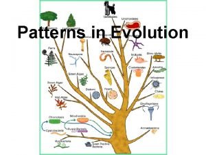 What are the patterns of evolution