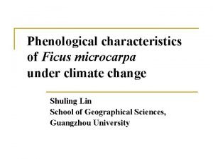 Phenological characteristics of Ficus microcarpa under climate change