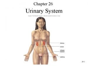 Chapter 26 Urinary System 26 1 Urinary System