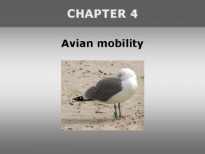 Definition of avian