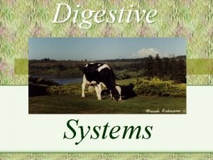 Ruminant digestive system