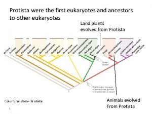 Protist evolution