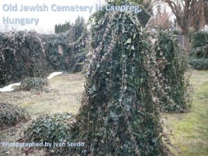 Old Jewish Cemetery in Csepreg Hungary Photographed by