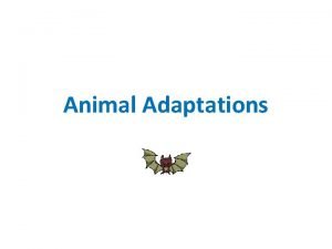 Animal Adaptations WHAT ARE ADAPTATIONS An adaptation is