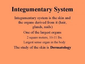 Integumentary System Integumentary system is the skin and