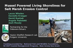 Mussel Powered Living Shorelines for Salt Marsh Erosion
