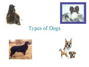 Types of Dogs SPORTING GROUP English Springer Spaniel