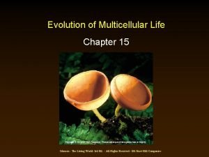 Evolution of Multicellular Life Chapter 15 Copyright Mc