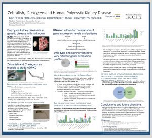 Zebrafish C elegans and Human Polycystic Kidney Disease