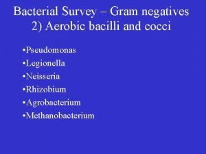 Bacterial Survey Gram negatives 2 Aerobic bacilli and