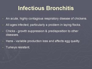 Infectious Bronchitis An acute highly contagious respiratory disease