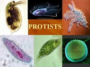 PROTISTS What is a Protist n Protists are