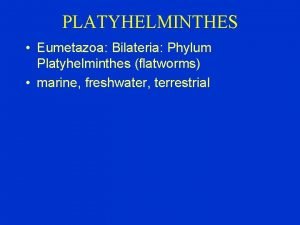 Eumetazoa phylum