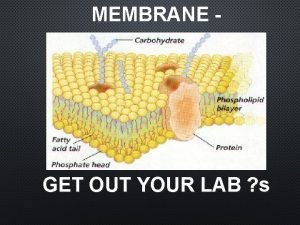MEMBRANE GET OUT YOUR LAB s GET OUT MEMBRANE GET OUT YOUR LAB s GET OUT