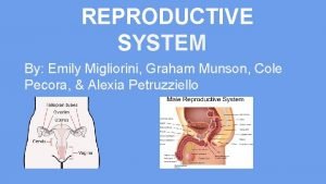 Reproductive system definition