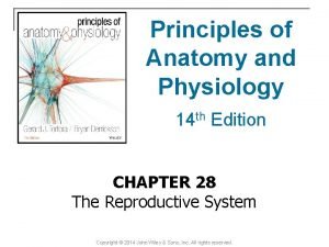 Female urogenital triangle