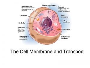 The Cell Membrane and Transport A fluid mosaic